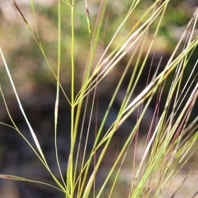 Austrostipa scabra subsp. falcata (Rough Spear-grass) at Dananbilla Nature Reserve - 7 Oct 2023 by trevorpreston
