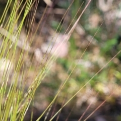 Austrostipa scabra subsp. falcata at Murringo, NSW - 7 Oct 2023 11:05 AM