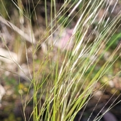 Austrostipa scabra subsp. falcata at Murringo, NSW - 7 Oct 2023