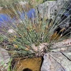 Juncus (genus) (A Rush) at Murringo, NSW - 7 Oct 2023 by trevorpreston