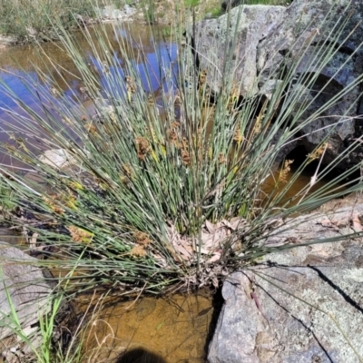 Juncus (genus) (A Rush) at Murringo, NSW - 7 Oct 2023 by trevorpreston