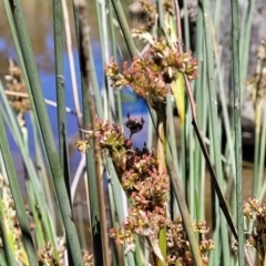 Juncus sp. at Murringo, NSW - 7 Oct 2023 11:04 AM