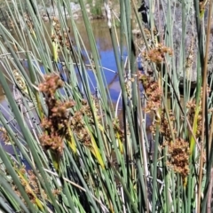 Juncus sp. at Murringo, NSW - 7 Oct 2023 11:04 AM