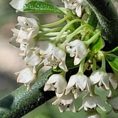 Discaria pubescens (Australian Anchor Plant) at Dananbilla Nature Reserve - 7 Oct 2023 by trevorpreston