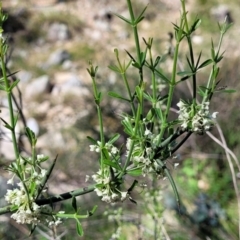 Discaria pubescens at Murringo, NSW - 7 Oct 2023