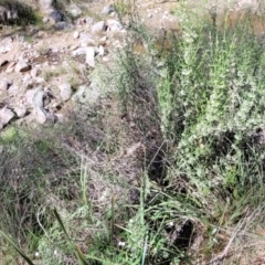 Discaria pubescens at Murringo, NSW - 7 Oct 2023