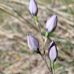 Thelymitra (Genus) (Sun Orchid) at Murringo, NSW - 7 Oct 2023 by trevorpreston