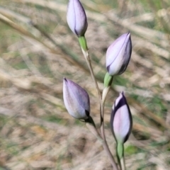 Thelymitra sp. (A Sun Orchid) at Murringo, NSW - 7 Oct 2023 by trevorpreston