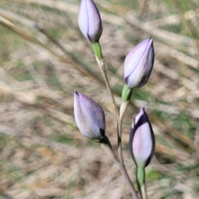 Thelymitra sp. (A Sun Orchid) at Dananbilla Nature Reserve - 7 Oct 2023 by trevorpreston