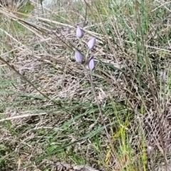 Thelymitra sp. at Murringo, NSW - 7 Oct 2023