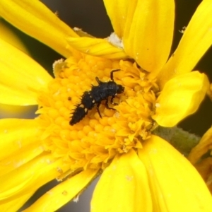 Harmonia conformis at Braemar, NSW - 7 Oct 2023