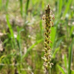 Plantago varia (Native Plaintain) at Dananbilla Nature Reserve - 7 Oct 2023 by trevorpreston