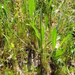 Plantago varia at Murringo, NSW - 7 Oct 2023