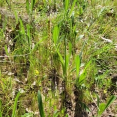 Plantago varia at Murringo, NSW - 7 Oct 2023