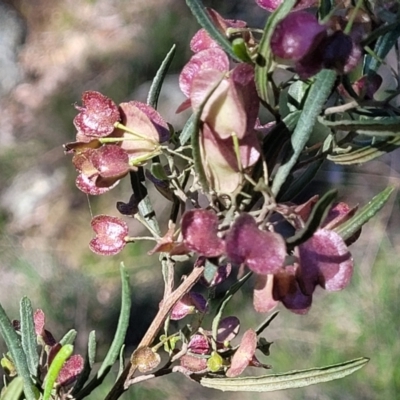 Dodonaea viscosa subsp. angustissima (Hop Bush) at Dananbilla Nature Reserve - 7 Oct 2023 by trevorpreston