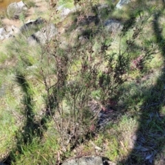 Dodonaea viscosa subsp. angustissima at Murringo, NSW - 7 Oct 2023