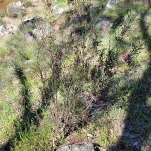 Dodonaea viscosa subsp. angustissima at Murringo, NSW - 7 Oct 2023
