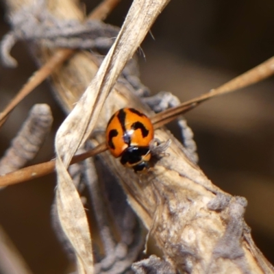 Coccinella transversalis (Transverse Ladybird) at Wingecarribee Local Government Area - 7 Oct 2023 by Curiosity