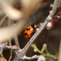 Coccinella transversalis at Braemar, NSW - 7 Oct 2023