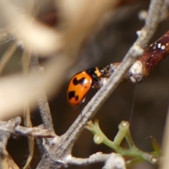 Coccinella transversalis at Braemar, NSW - 7 Oct 2023 01:24 PM