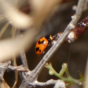 Coccinella transversalis at Braemar, NSW - 7 Oct 2023