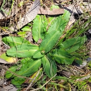 Solenogyne dominii at Murringo, NSW - 7 Oct 2023 11:00 AM