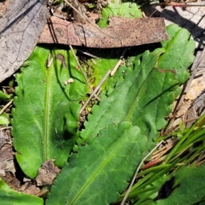 Solenogyne dominii at Murringo, NSW - 7 Oct 2023 11:00 AM