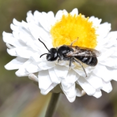 Lasioglossum (Chilalictus) lanarium (Halictid bee) at QPRC LGA - 6 Oct 2023 by DianneClarke