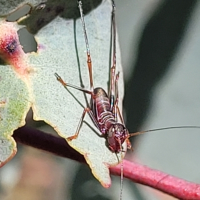 Torbia viridissima (Gum Leaf Katydid) at Murringo, NSW - 6 Oct 2023 by trevorpreston