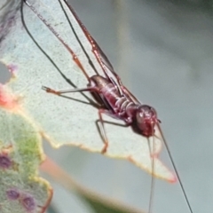 Torbia viridissima at Murringo, NSW - 7 Oct 2023 10:59 AM