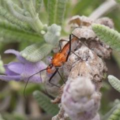 Gminatus australis (Orange assassin bug) at Braemar - 7 Oct 2023 by Curiosity