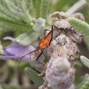 Gminatus australis at Wingecarribee Local Government Area - 7 Oct 2023