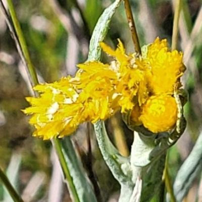 Chrysocephalum apiculatum (Common Everlasting) at Murringo, NSW - 7 Oct 2023 by trevorpreston