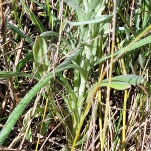 Chrysocephalum apiculatum at Murringo, NSW - 7 Oct 2023 10:58 AM