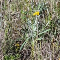 Chrysocephalum apiculatum at Murringo, NSW - 7 Oct 2023