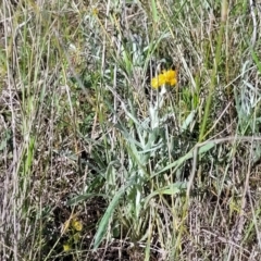 Chrysocephalum apiculatum at Murringo, NSW - 7 Oct 2023