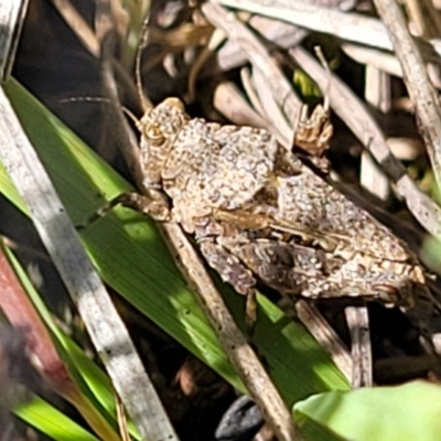 Tetrigidae (family) (Pygmy grasshopper) at Dananbilla Nature Reserve - 6 Oct 2023 by trevorpreston