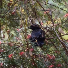 Corcorax melanorhamphos (White-winged Chough) at Greenleigh, NSW - 3 Oct 2023 by LyndalT