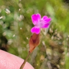 Petrorhagia nanteuilii (Proliferous Pink, Childling Pink) at Murringo, NSW - 6 Oct 2023 by trevorpreston