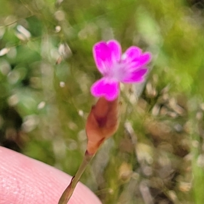 Petrorhagia nanteuilii (Proliferous Pink, Childling Pink) at Dananbilla Nature Reserve - 6 Oct 2023 by trevorpreston