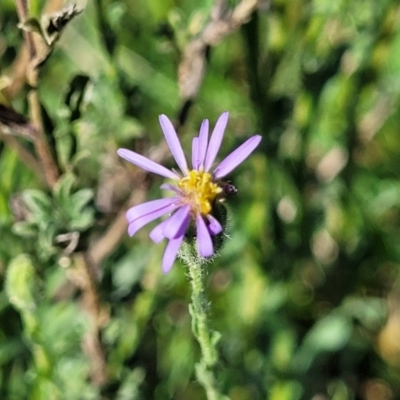 Vittadinia cuneata var. cuneata (Fuzzy New Holland Daisy) at Murringo, NSW - 7 Oct 2023 by trevorpreston