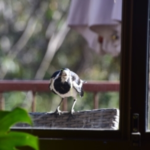 Grallina cyanoleuca at Greenleigh, NSW - 25 Sep 2023