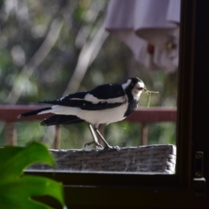 Grallina cyanoleuca at Greenleigh, NSW - 25 Sep 2023