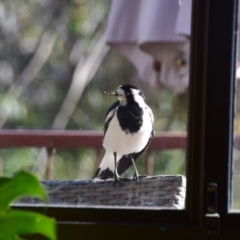 Grallina cyanoleuca at Greenleigh, NSW - 25 Sep 2023