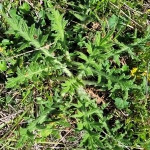 Cirsium vulgare at Murringo, NSW - 7 Oct 2023 10:51 AM