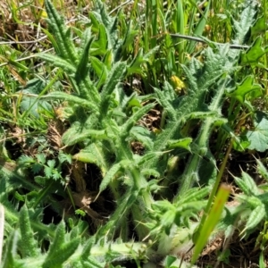 Cirsium vulgare at Murringo, NSW - 7 Oct 2023 10:51 AM