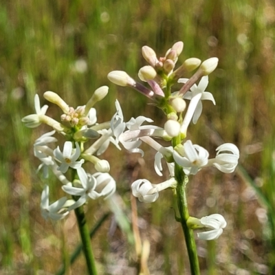 Stackhousia monogyna (Creamy Candles) at Murringo, NSW - 7 Oct 2023 by trevorpreston