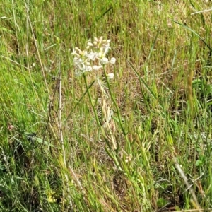 Stackhousia monogyna at Murringo, NSW - 7 Oct 2023