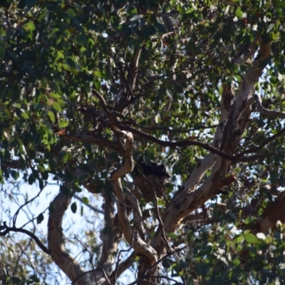 Corcorax melanorhamphos (White-winged Chough) at Greenleigh, NSW - 29 Sep 2023 by LyndalT