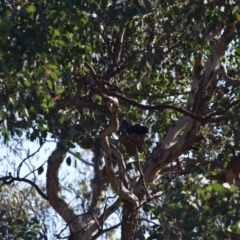 Corcorax melanorhamphos at Greenleigh, NSW - 29 Sep 2023
